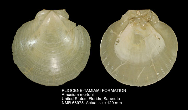 PLIOCENE-TAMIAMI FORMATION Amusium mortoni.jpg - PLIOCENE-TAMIAMI FORMATION Amusium mortoni (Ravenel,1844)
